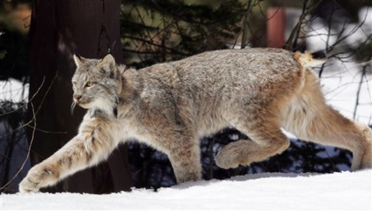 Conservationists sue for lynx protection