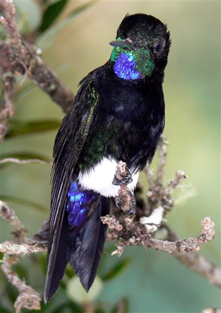 Colombia Hummingbird Discovered