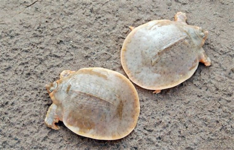 Cambodia Rare Turtle