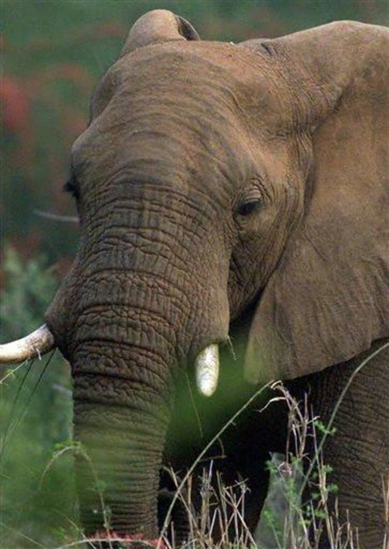 SOUTH AFRICA ELEPHANTS