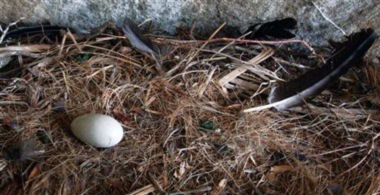 Condor Egg