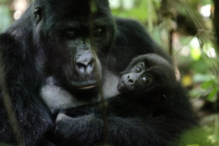 Congo Gorillas Killed