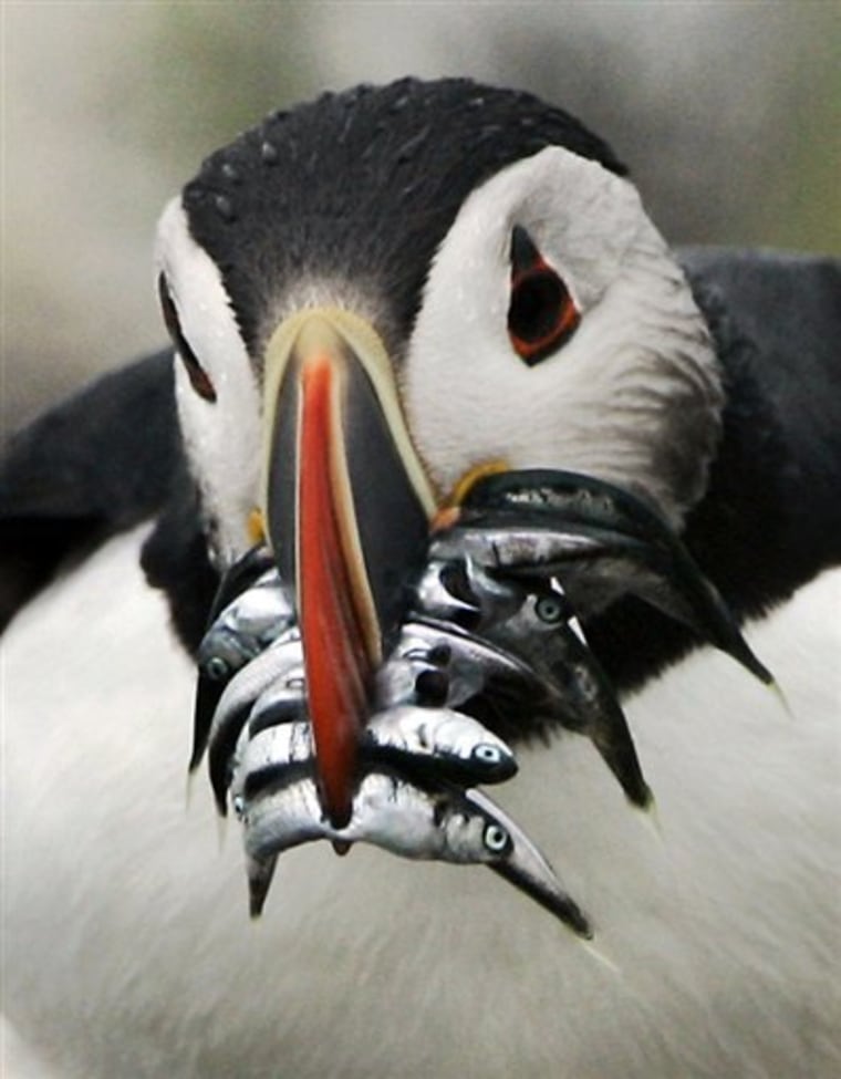 Saving Puffins