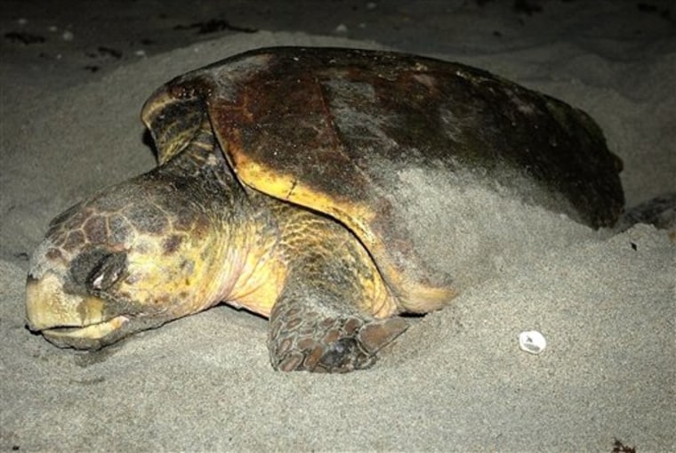 Study: Sea turtles led to deaths by fishing lights