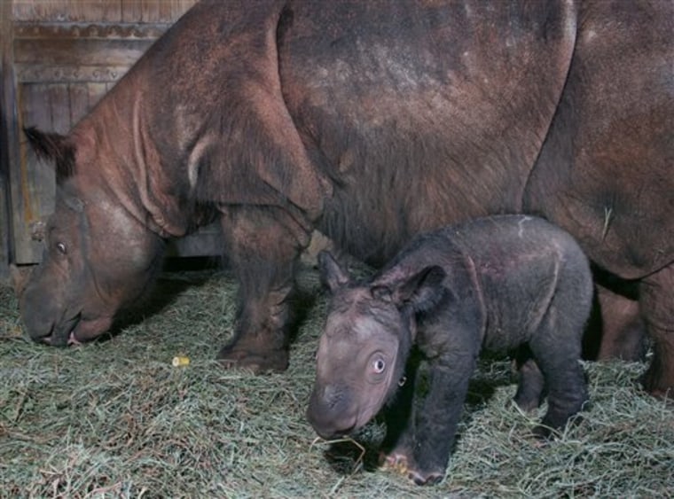 Rhino Poop