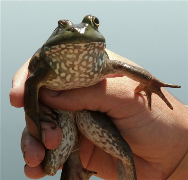 Bad Bullfrogs