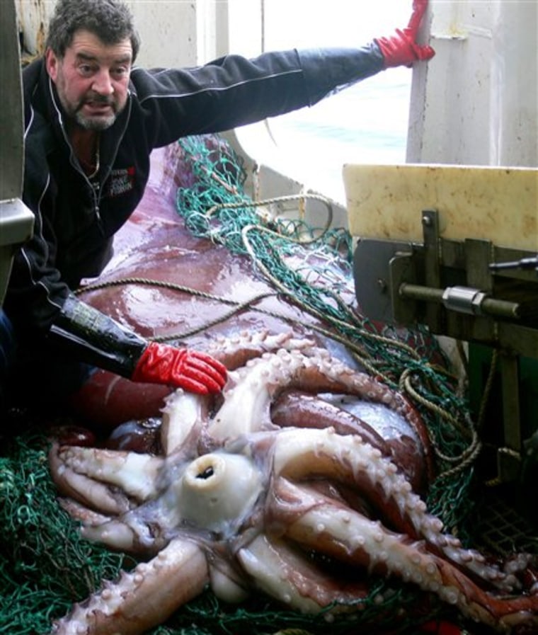 One Of My Biggest Ever!?! (GIANT Squid) 