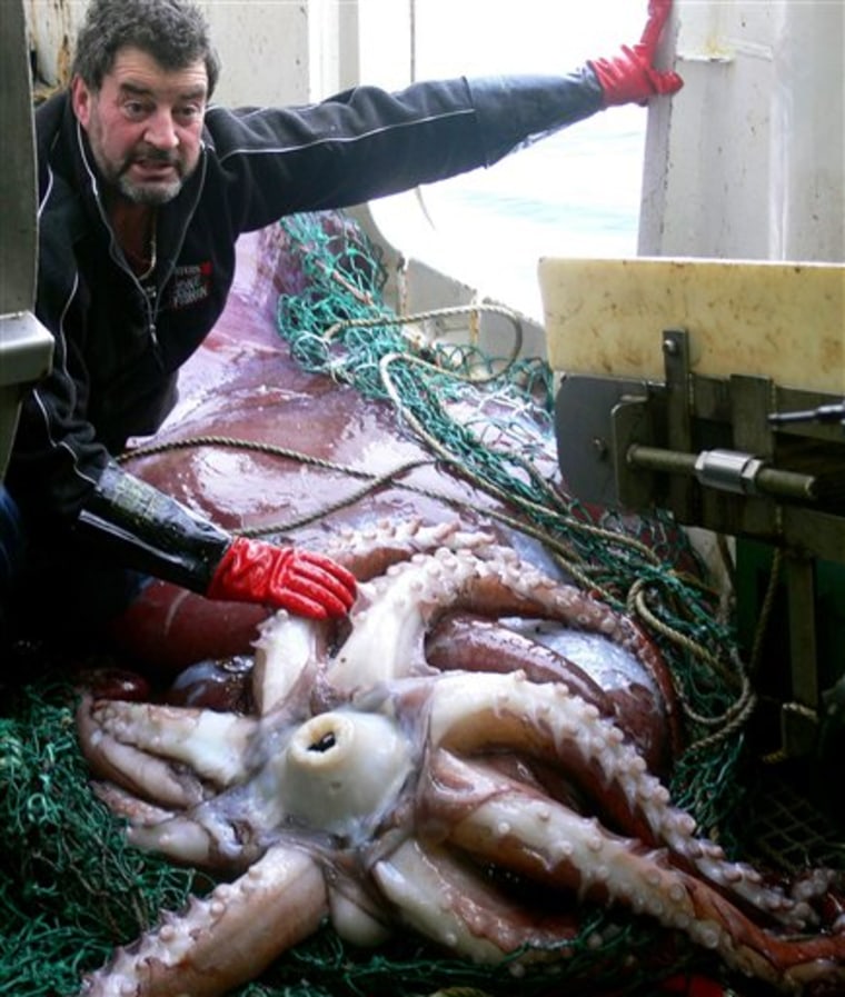 Huge Squid Caught Could Be Biggest Ever