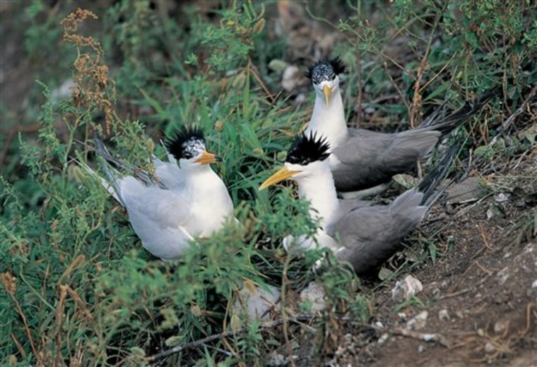 Taiwan Endangered Sea Bird