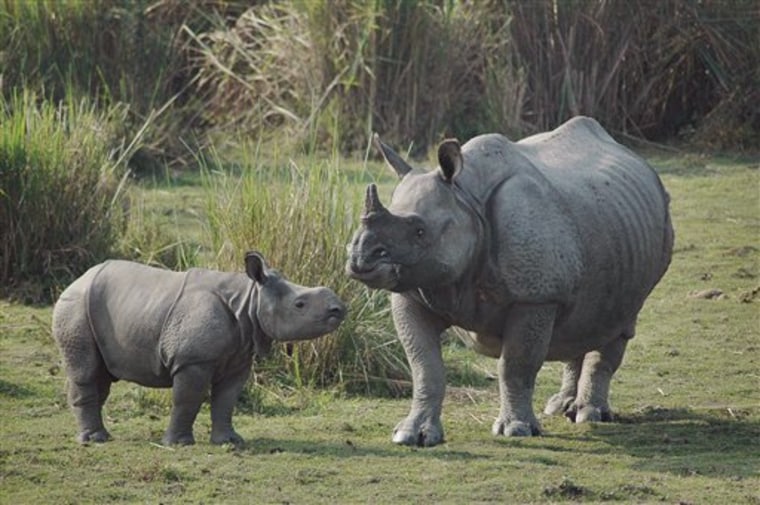 India Rhino Poaching