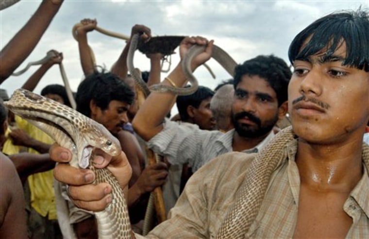 India South Asia Monsoon Snake Bites