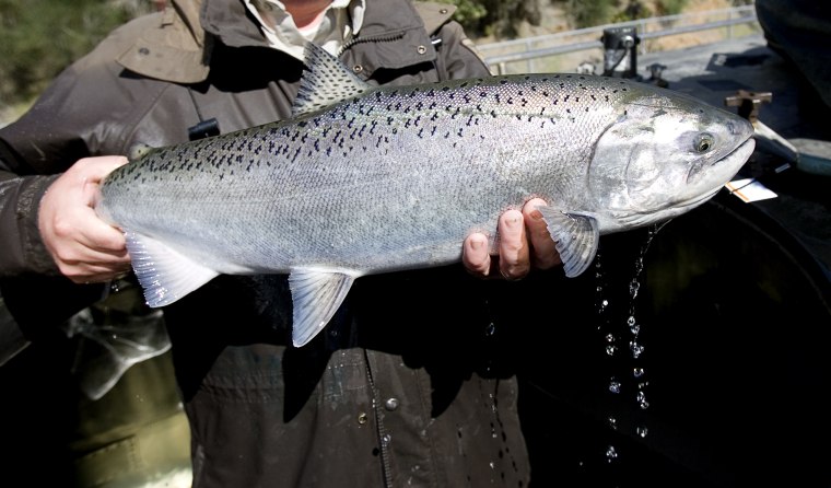 Depressed Salmon Stocks Threaten Ban On Pacific Coast Fishing