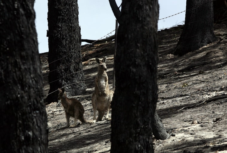 Death Toll Passes 100 As Bushfires Sweep Through Victoria