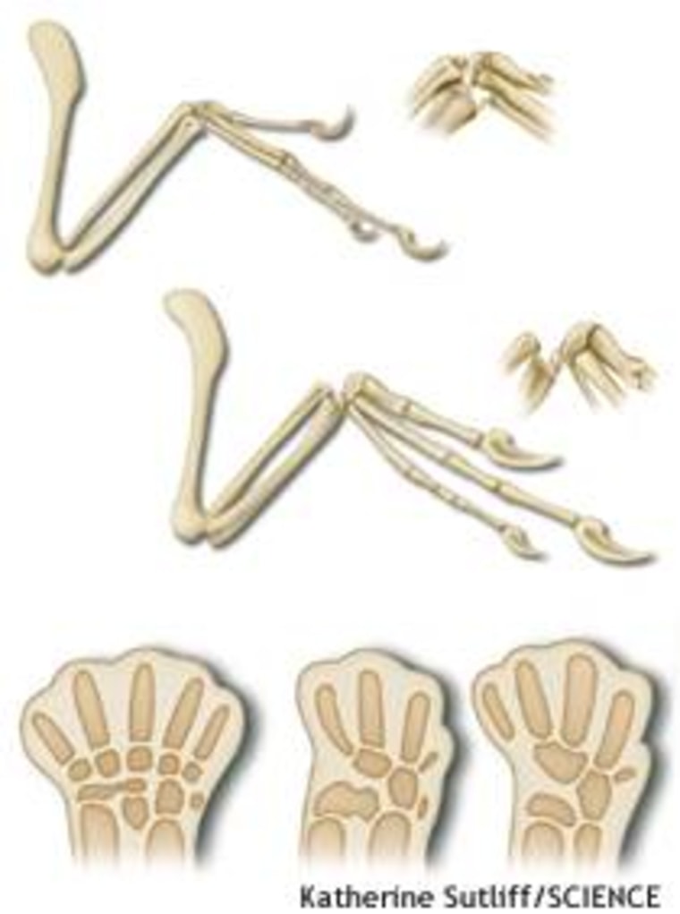 Limbs of an early bird, such as Archaeopteryx, top, and a dinosaur such as Deinonychus, middle, look similar, but a new study says the three digits are not arranged in the same way. The authors analyzed embryonic limbs of alligators, bottom left, and birds, bottom middle and right, to support their view.