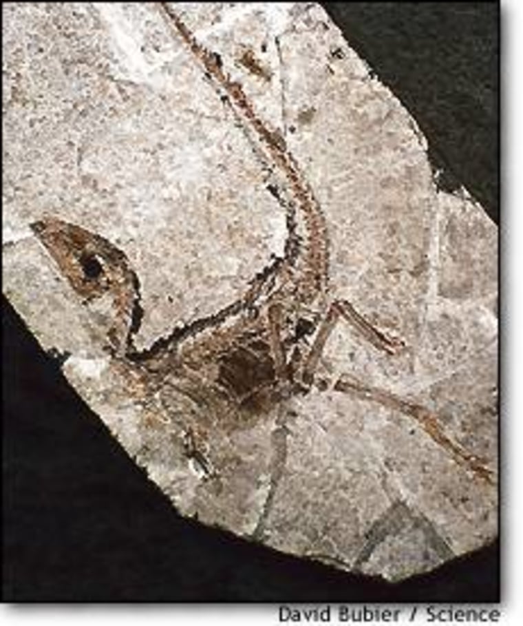 This fossilized Sinosauropteryx, found in China, shows evidence of a division within the body cavity. Some researchers say the evidence argues against a direct link between such dinosaurs and modern birds.