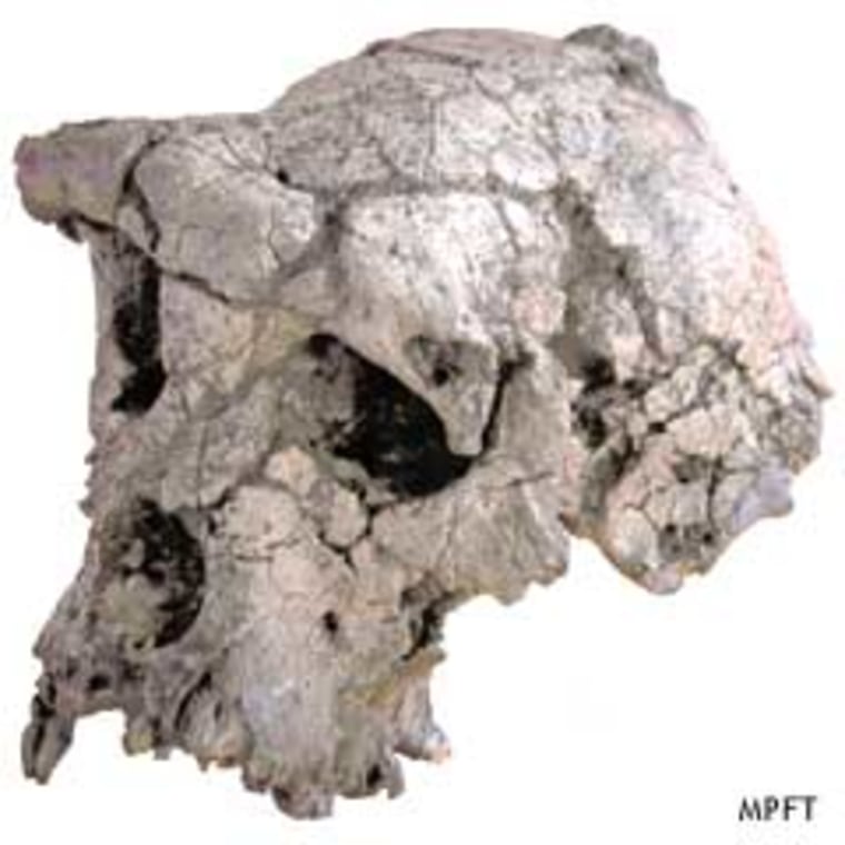 The cranium of the newly described hominid, nicknamed Toumai, has the flat face and brow ridge associated with the ancestors of humans.