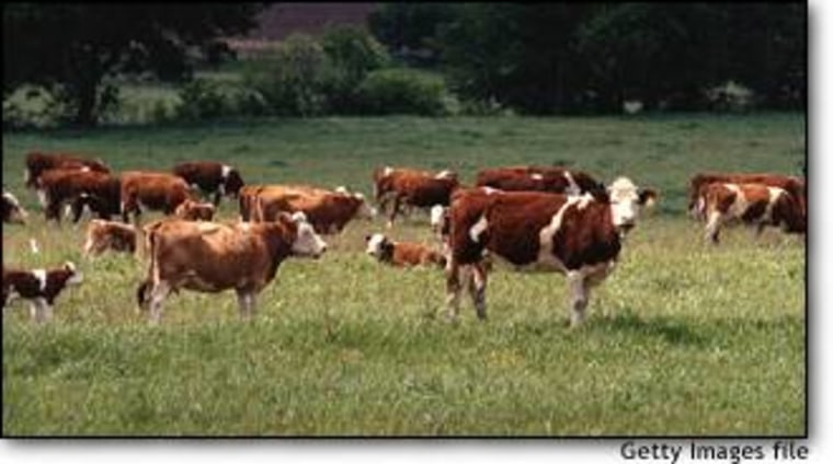 Cattle graze in Texas.