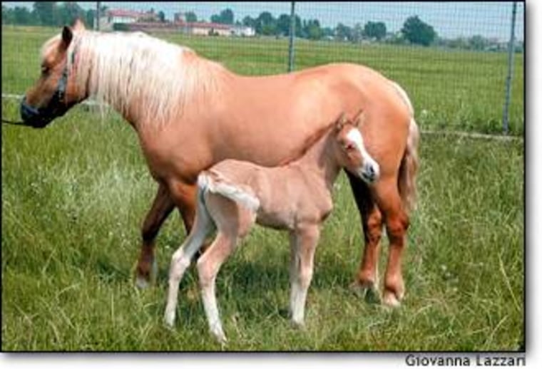 The cloned foal, named Prometea, stands alongside her genetically identical mother seven days after birth. The cells used for cloning were derived from a skin biopsy of the mare.