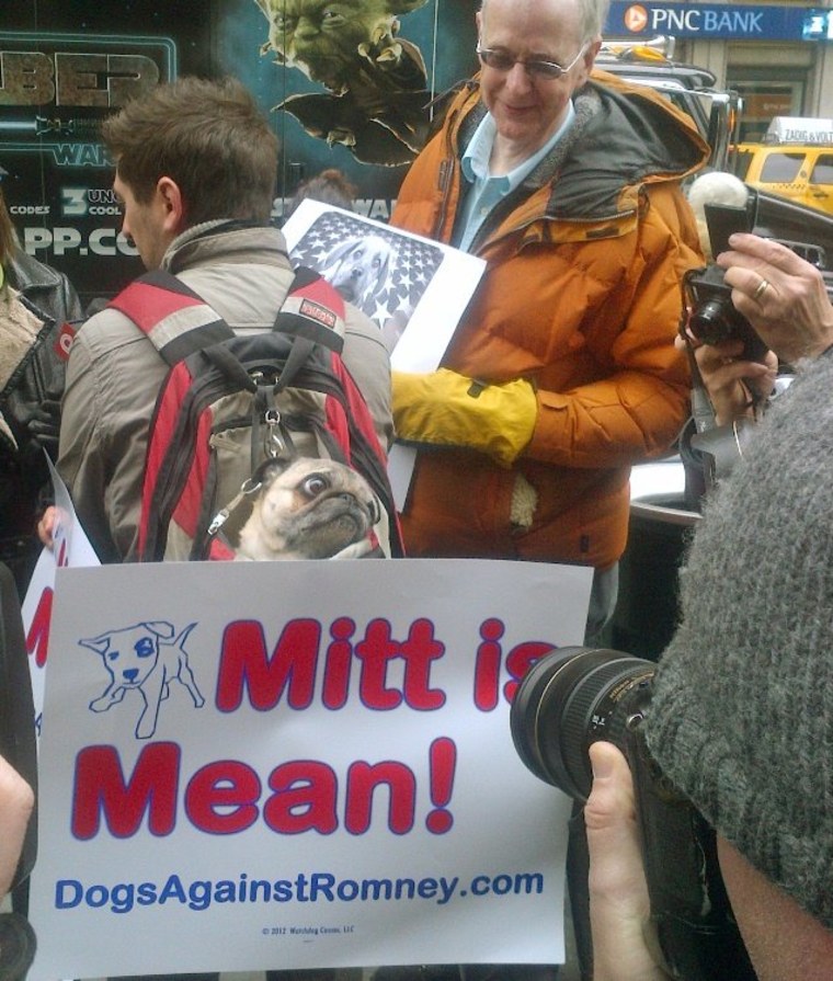 Sake, a pug, center, is carried in a backpack by his owner Tate Hausman of Brooklyn during a protest aimed at Republican presidential candidate Mitt Romney in New York, Tuesday Feb. 14, 2012. The demonstration took place outside of Madison Square...