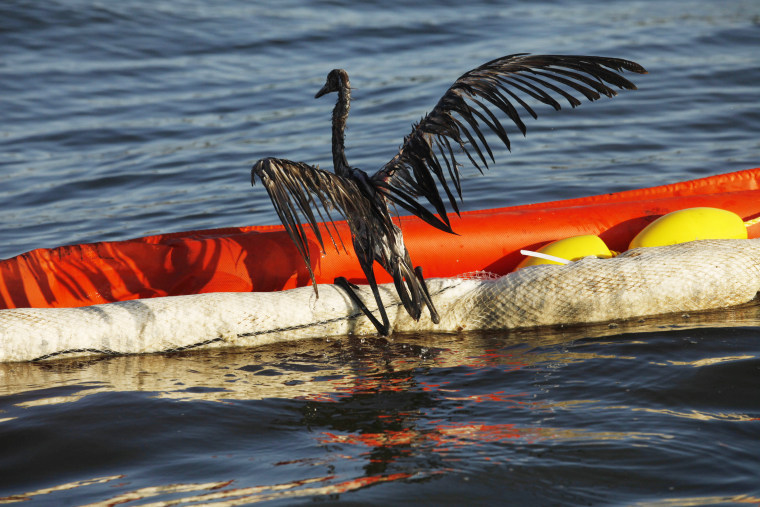 FILE - In this Saturday, June 26, 2010 file picture, an oil-drenched bird struggles to climb onto a boom from the waters of Barataria Bay, LA, which are filled with oil from the BP Deepwater Horizon oil spill. An April 20, 2010 explosion at the...