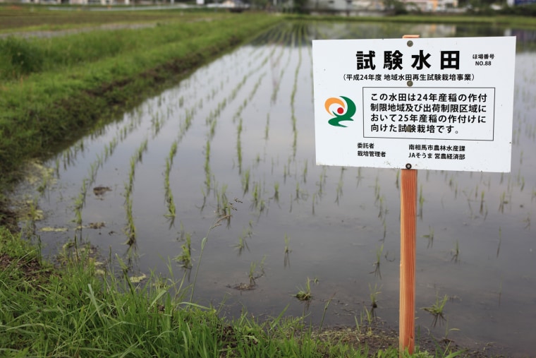 Test rice paddies are scattered throughout Minami Soma. The rice will be harvested and tested for radioactive cesium later in the year.