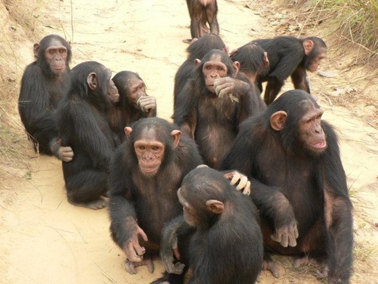 5 more things about chimps