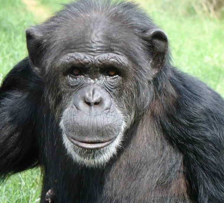 5 more things about chimps