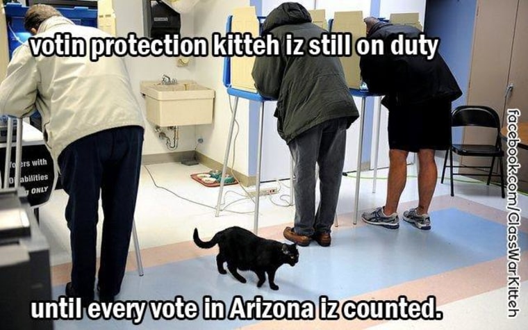 Votin protection kitteh prowls Arizona