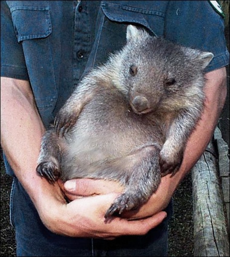 View from our inbox (wombat edition)