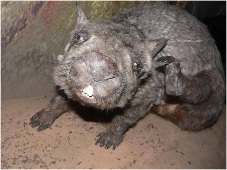 View from our inbox (wombat edition)