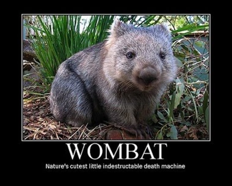 View from our inbox (wombat edition)