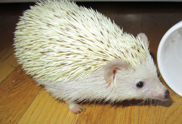 Party animal