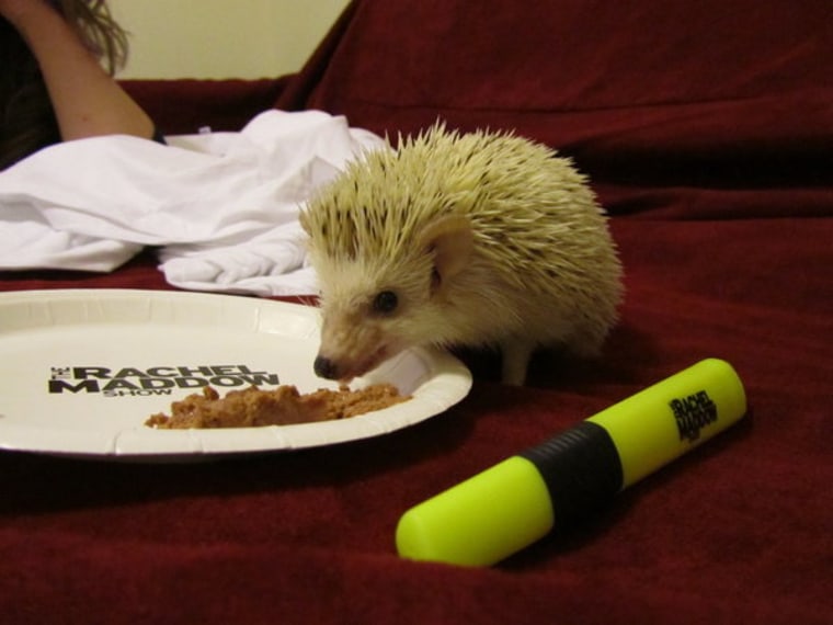 Party animal