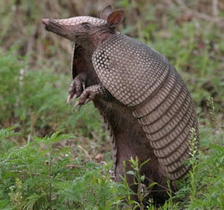 Herman Cain, a frozen armadillo and a pirate, all in one Gail Colllins column