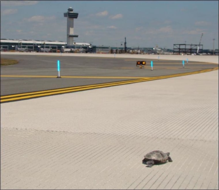 Caption this: Turtle to control tower. Over.