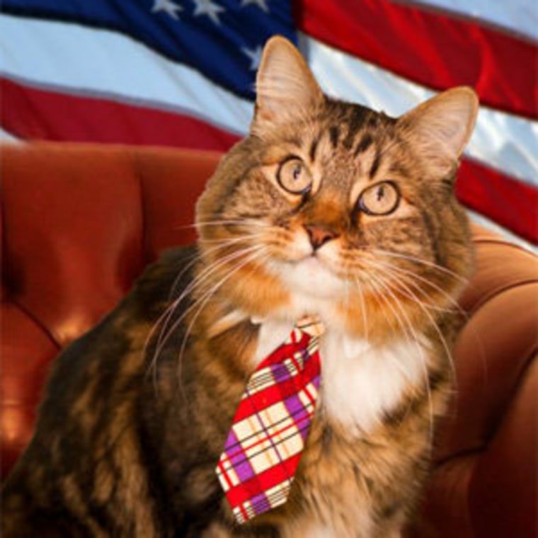 Hank the cat in an official campaign photo.