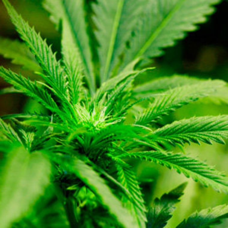 A marijuana plant being grown for medicinal purposes (file)