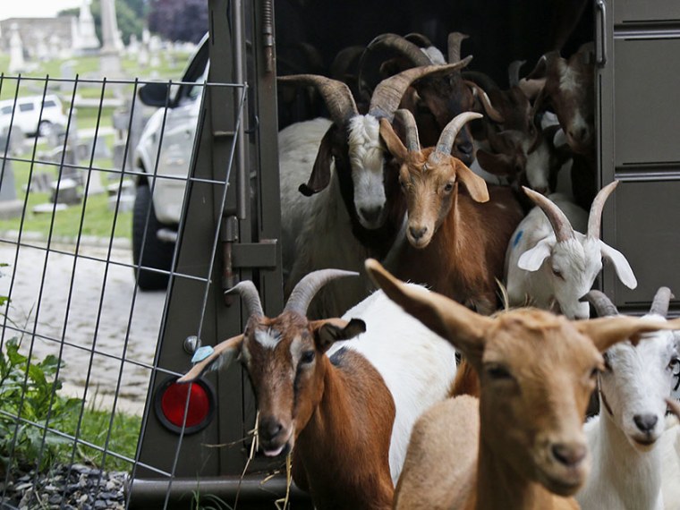 Goats are released from a trailer at Congressional Cemetery in Washington, Wednesday, Aug. 7, 2013. (Photo by Charles Dharapak/AP)