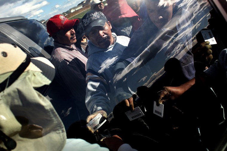 Colorado Farm Suffers As Immigrant Mexican migrant workers show their worker IDs to a foreman after harvesting organic spinach at Grant Family Farms on October 11, 2011 in Wellington, Colorado.  Diminishes