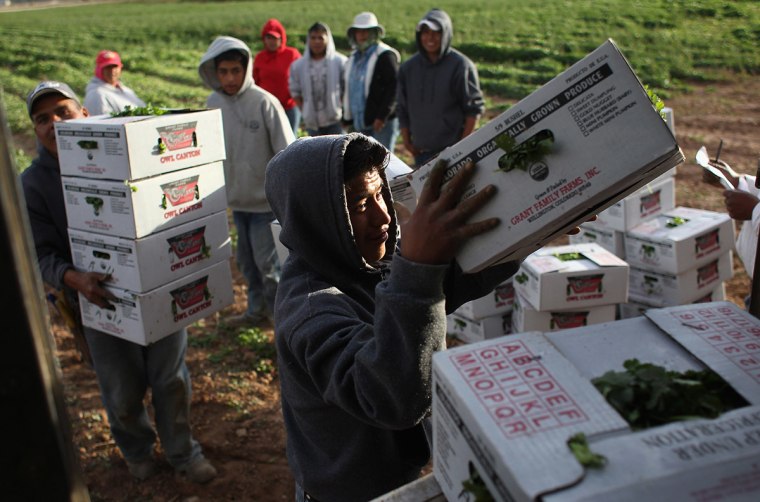 Mexican migrant workers load boxes of organic cilantro during the fall harvest at Grant Family Farms on October 11, 2011 in Wellington, Colorado.