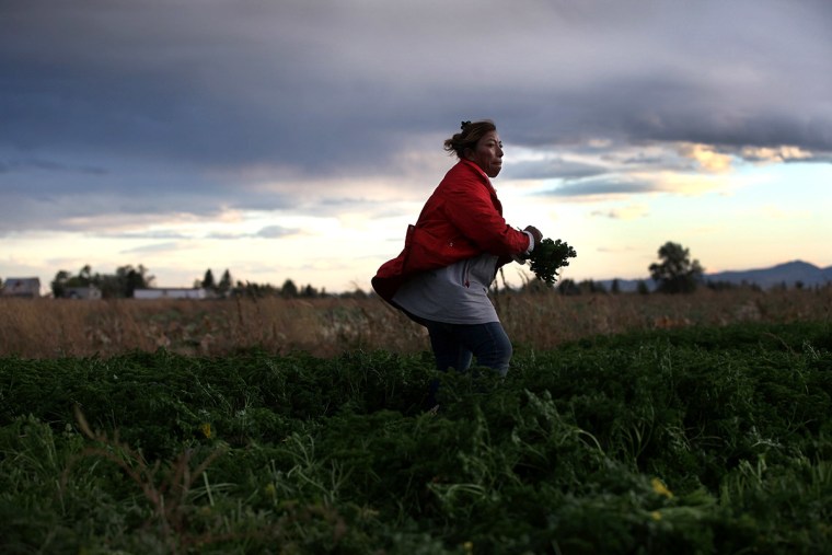 A Mexican immigrant worker harvests organic parsley at Grant Family Farms on October 11, 2011 in Wellington, Colorado.