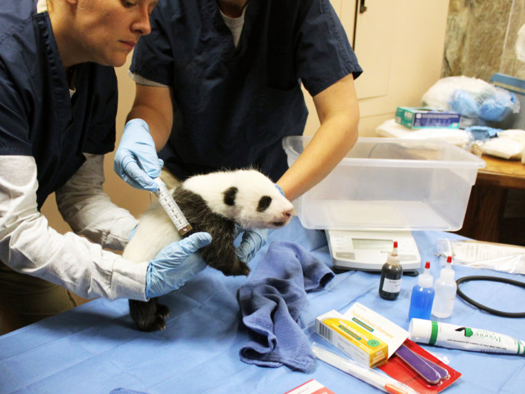 The Smithsonian's National Zoo's six-week-old panda cub is examined in Washington, DC, on October 4, 2013.