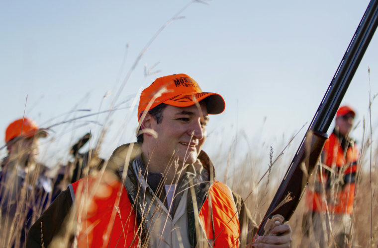 Sen. Ted Cruz, R-Texas, walks through tall grass during a pheasant hunt hosted by Rep. Steve King, R-Iowa, on Saturday, Oct. 26, 2013, in Akron, Iowa.
