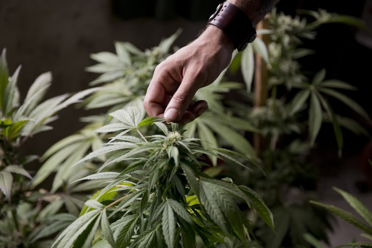Marcelo Vazquez, a marijuana grower, checks the leaves of his marijuana plants in Uruguay, Dec. 9, 2013.