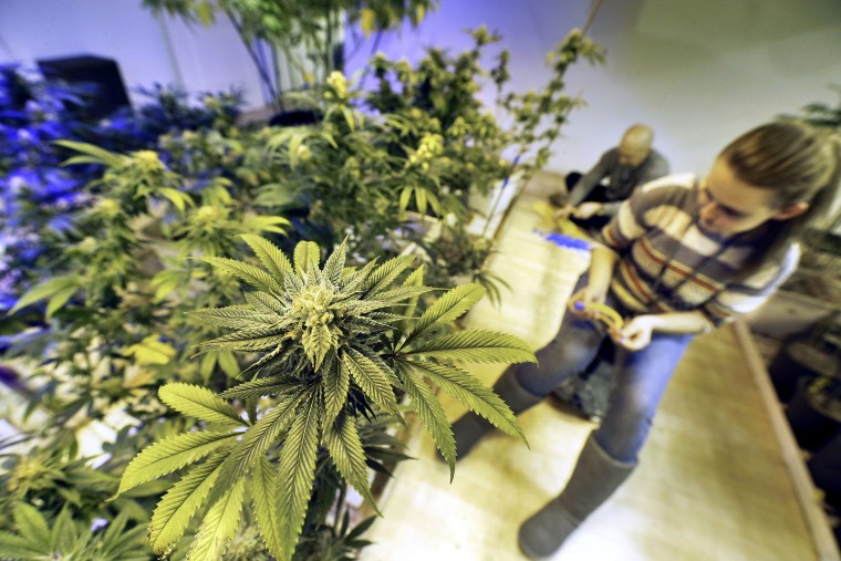 Cheyenne Fox attaches radio frequency tracking tags, required by law, to maturing pot plants inside a grow house, at 3D Cannabis Center, in Denver, Dec. 31, 2013.