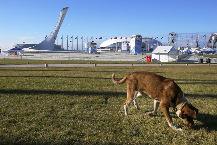 A stray dog in Sochi, Russia on Feb. 6, 2014.