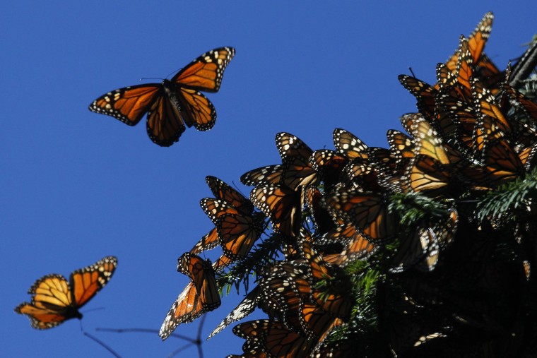 Monarch butterflies fly at the El Rosario butterfly sanctuary in Michoacan
