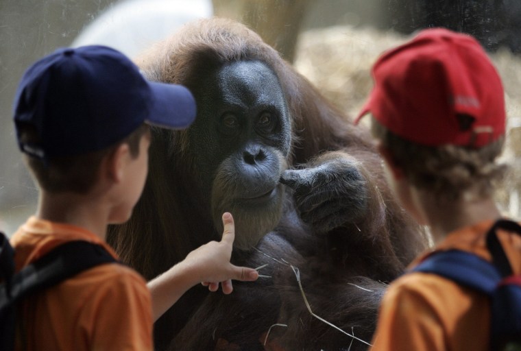 Two boys look at an orangutan, July 4, 2006.