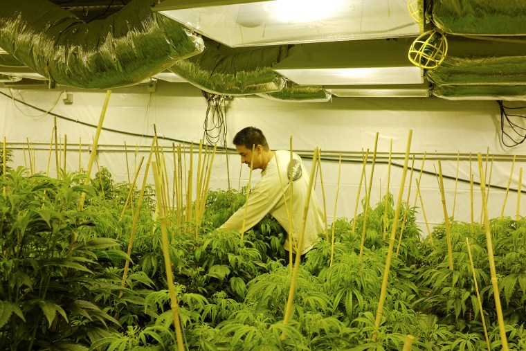 Tracey Lampe stakes cannabis plants at a medical marijuana growing facility in Denver, Dec. 6, 2013.
