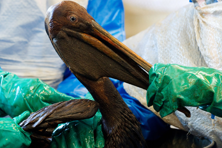 Volunteers clean an oil covered brown pelican affected by the BP Deepwater Horizon oil spill in the Gulf of Mexico in Buras, Louisiana, June 9, 2010.